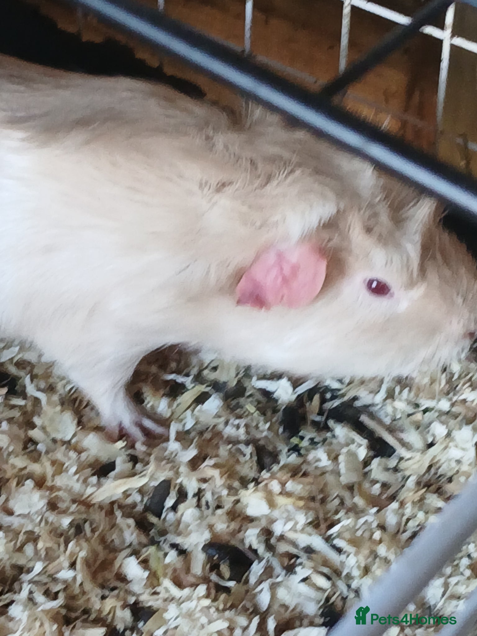 Guinea Pig rodents Bonded Boar Guinea Pigs for Sale - Advert 2