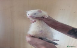 Ferret rodents for sale: Semi Angora Ferrets - Image 2