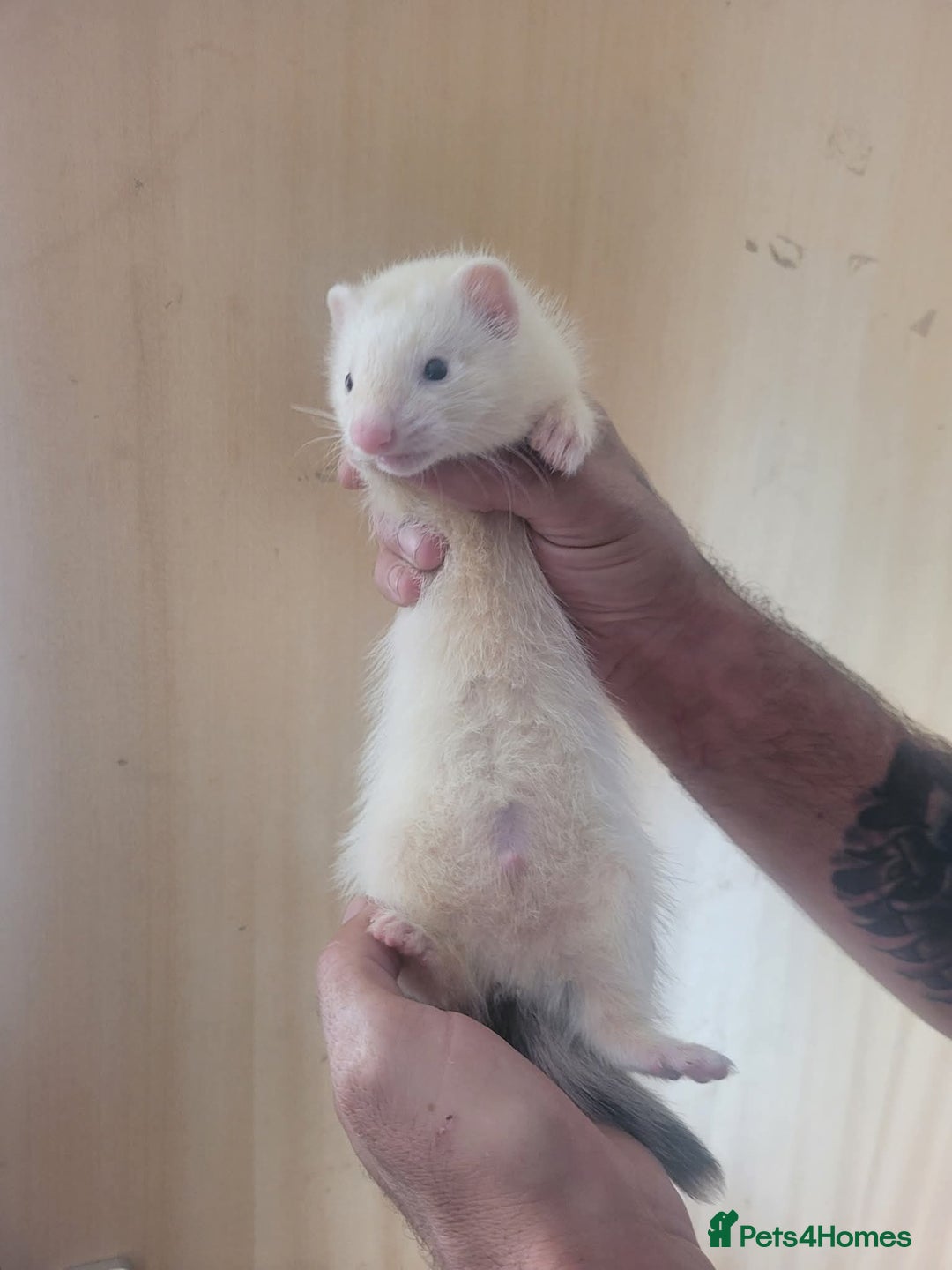 Ferret rodents for sale: Semi Angora Ferrets - Image 2