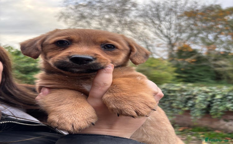 Mixed Breed dogs - Advert 3