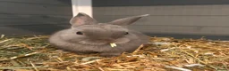 Netherland Dwarf rabbits for sale: Brother and sister bonded Netherland dwarfs - Advert 5