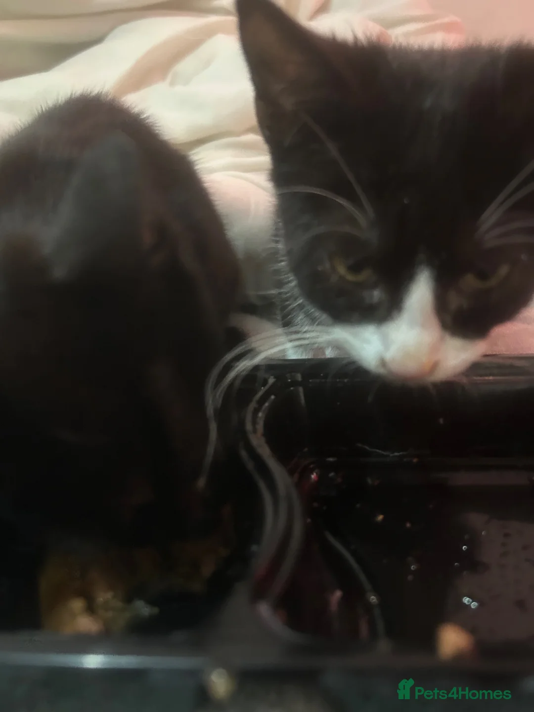 British Shorthair cats for sale: 2 8 Week Old Kittens in London - Advert 8