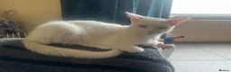 Mixed Breed cats for sale: Beautiful pure white castrated male cat - Advert 3