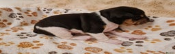 Basenji dogs for sale: ✨ Purebred Basenji Puppies all reserved now!✨ - Advert 19