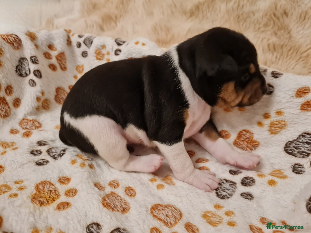 Basenji dogs for sale: ✨ Purebred Basenji Puppies all reserved now!✨ - Advert 19