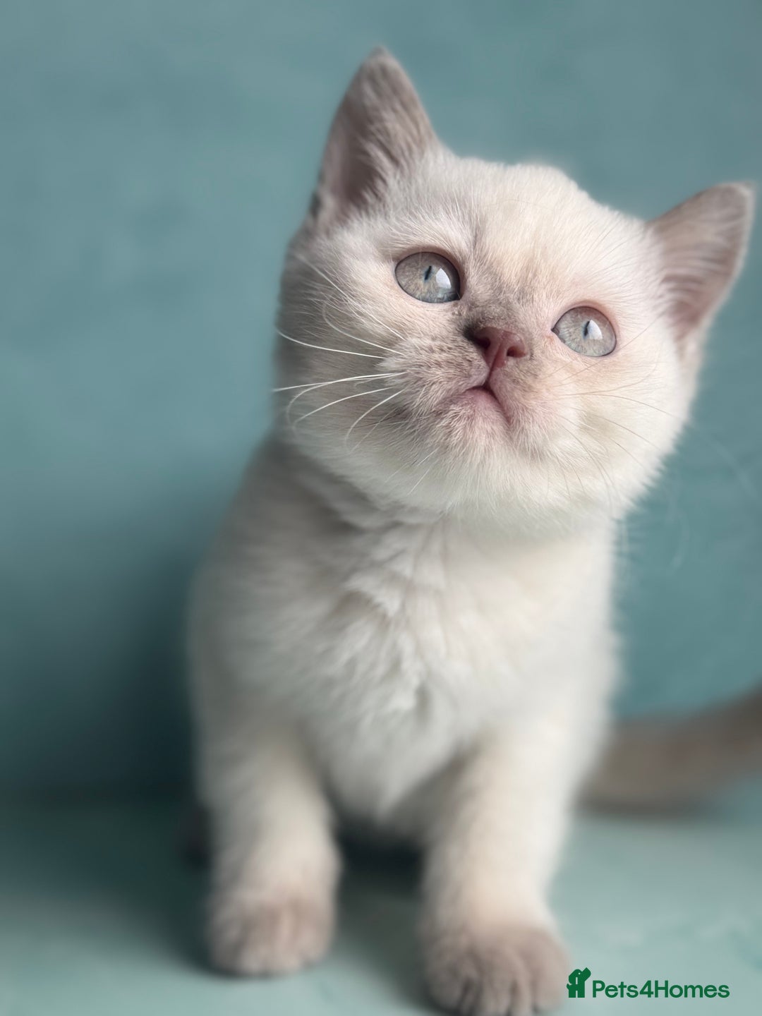 British Shorthair cats for sale: British shorthair kittens one boy available  - Advert 1