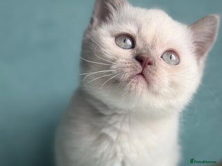 British Shorthair cats British shorthair kittens one boy available - Advert 2