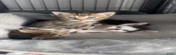 Bengal cats for sale: beautiful litter ready to leave 21st may - Advert 11