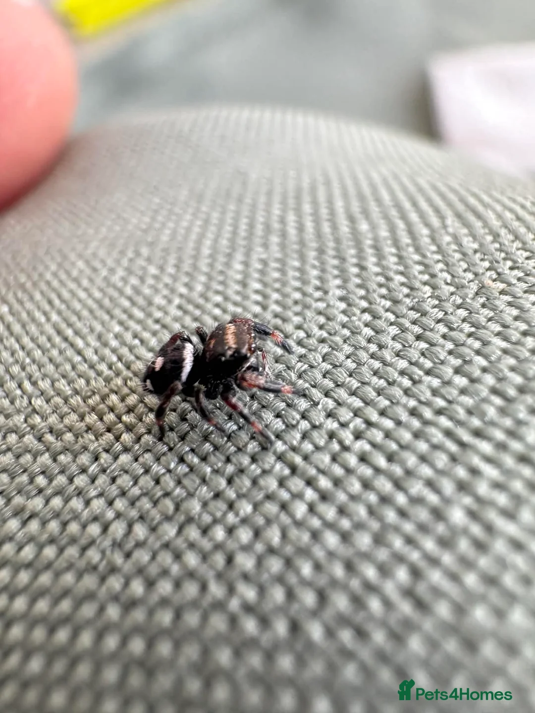 Spiders invertebrates for sale: Apalachicola jumping spiders  - Advert 3