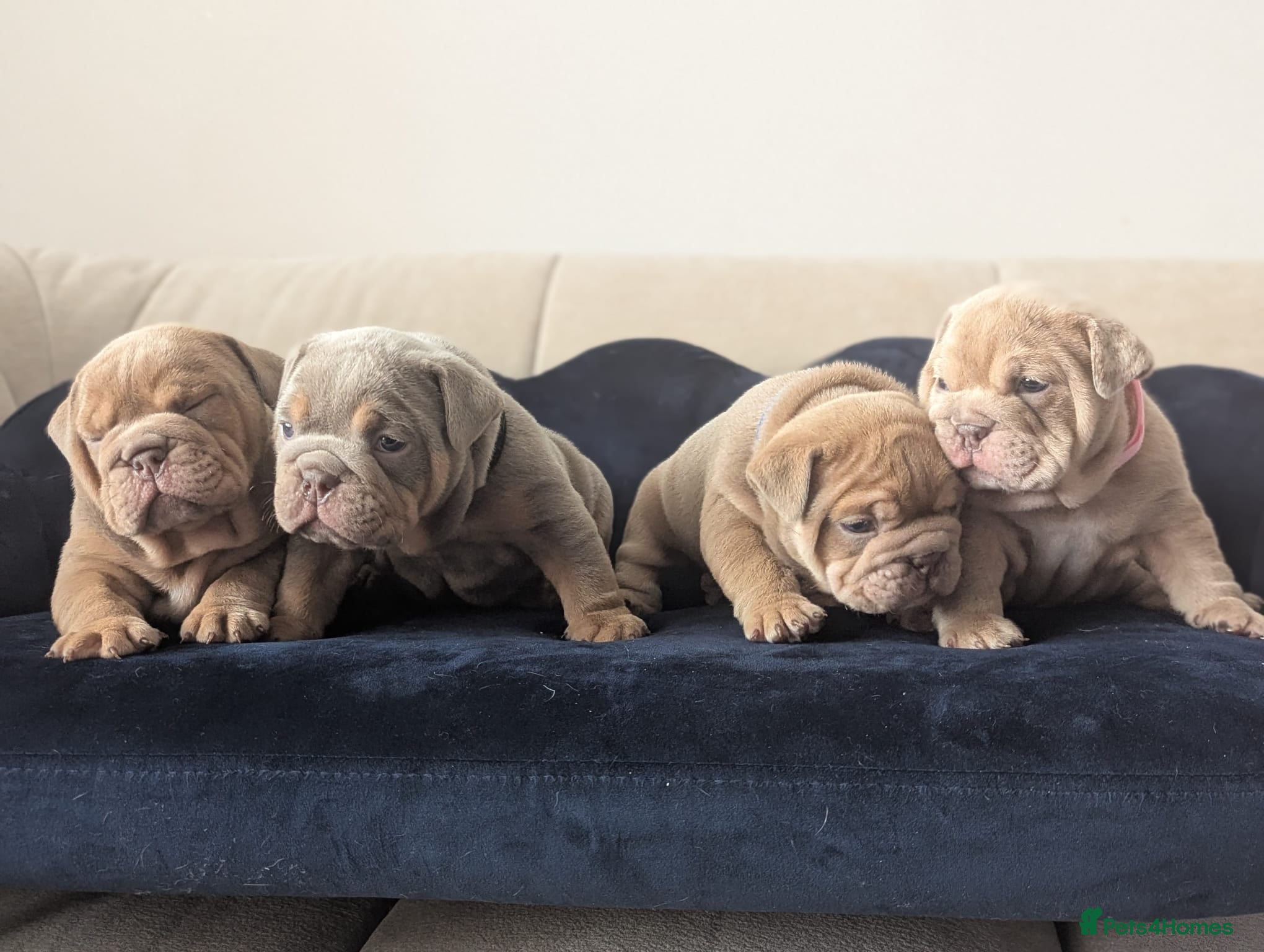 English Bulldog dogs Gorgeous English Bulldogs  - Advert 5