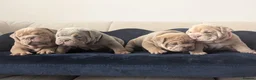 English Bulldog dogs for sale: Gorgeous English Bulldogs  - Advert 1