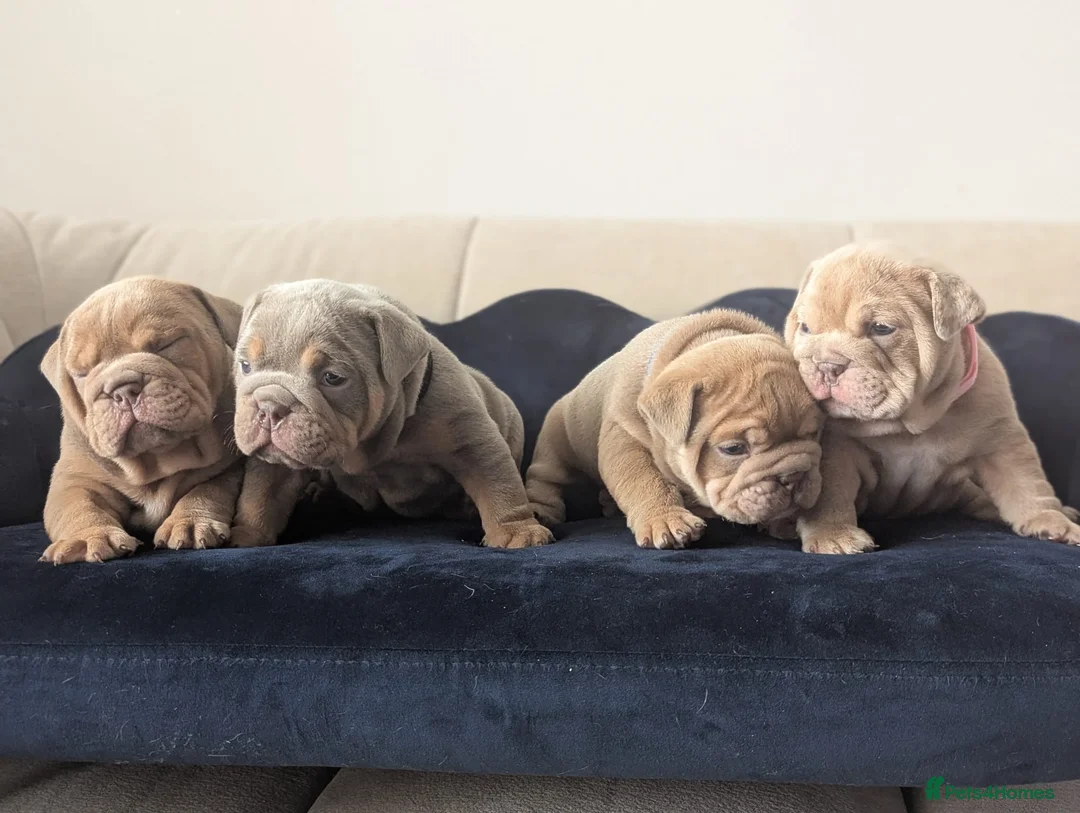 English Bulldog dogs for sale: Gorgeous English Bulldogs  - Advert 1