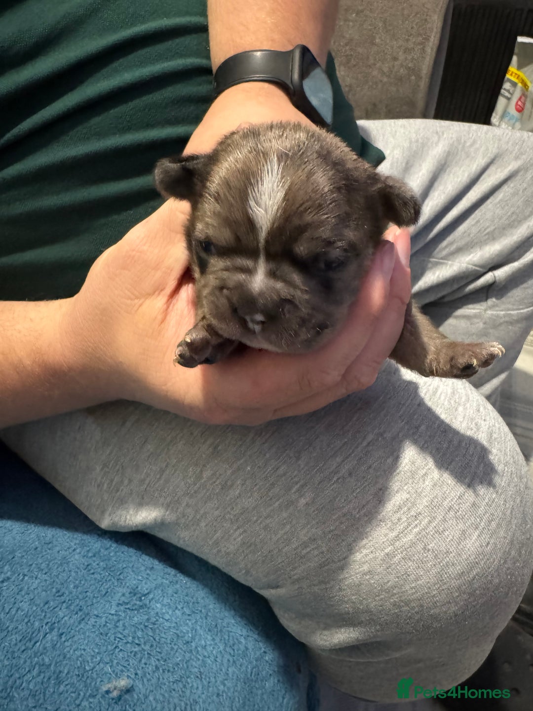 French Bulldog dogs for sale: French bulldog  - Image 4