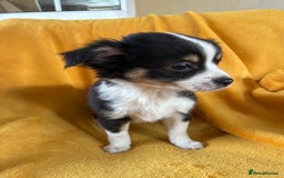 Chihuahua dogs for sale: Beautiful Chihuahua Puppies For Sale - Advert 24