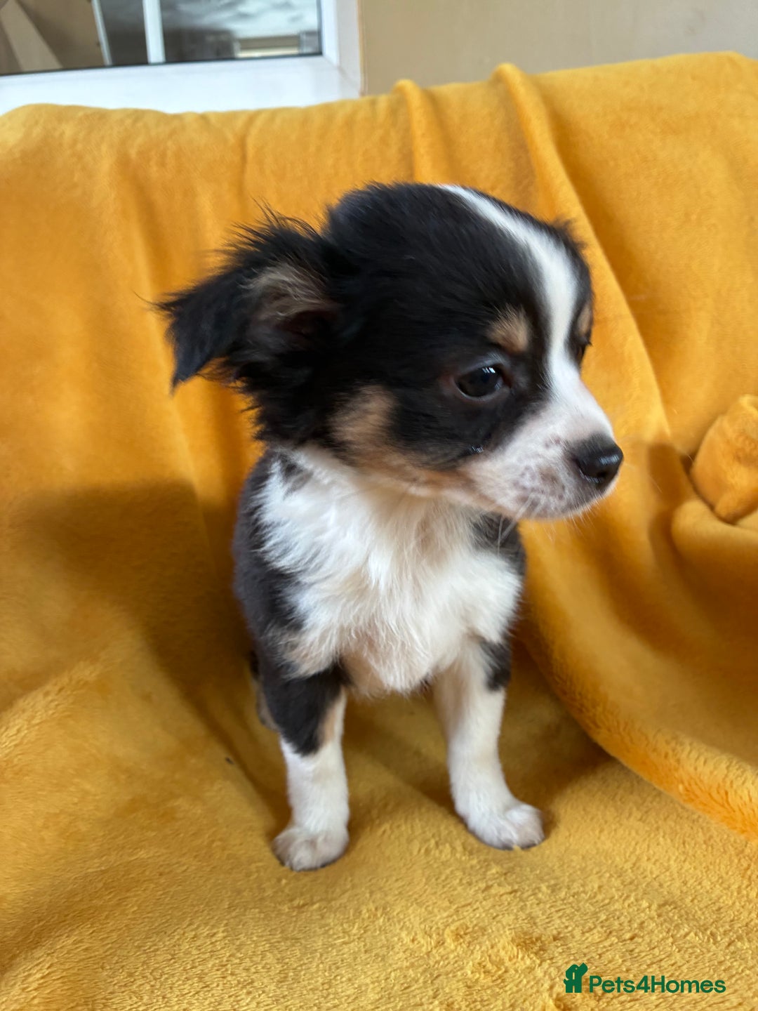 Chihuahua dogs for sale: Beautiful Chihuahua Puppies For Sale - Advert 24
