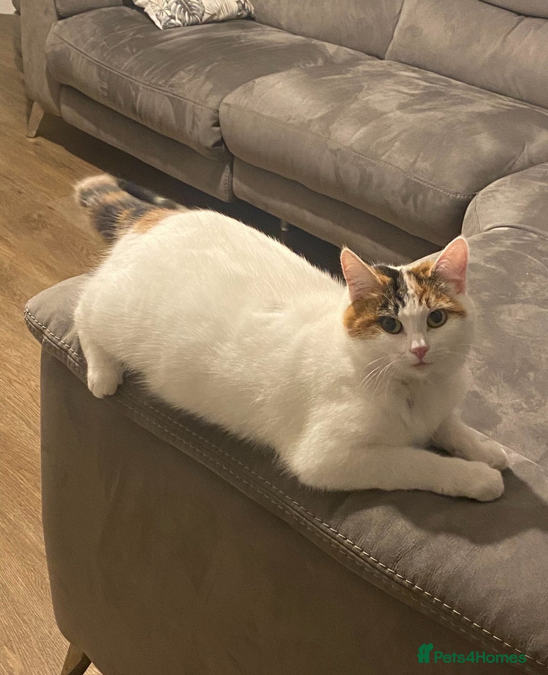European cats for sale: Kittens 🐱  - Image 15