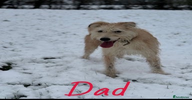 Mixed Breed dogs - Advert 5