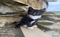 Mixed Breed cats for sale: 6 kittens for sale - Image 9