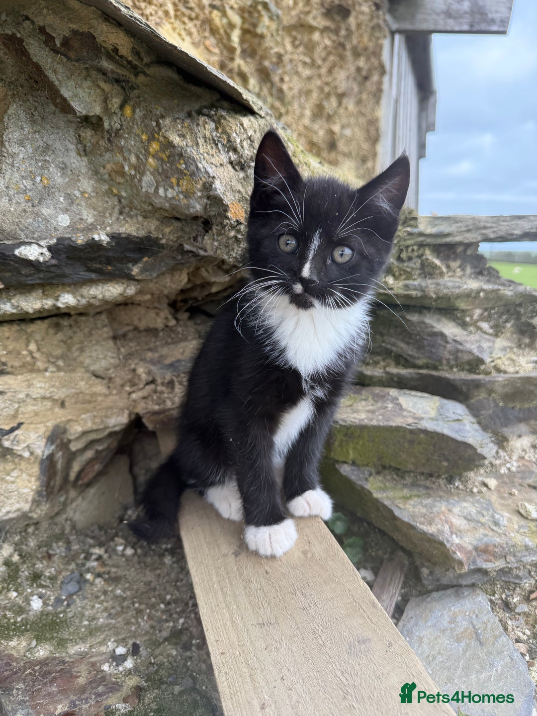 Mixed Breed cats for sale: 6 kittens for sale - Image 9