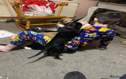 Mixed Breed dogs for sale: 3/4 saluki x 1/4 whippet puppies - Image 11