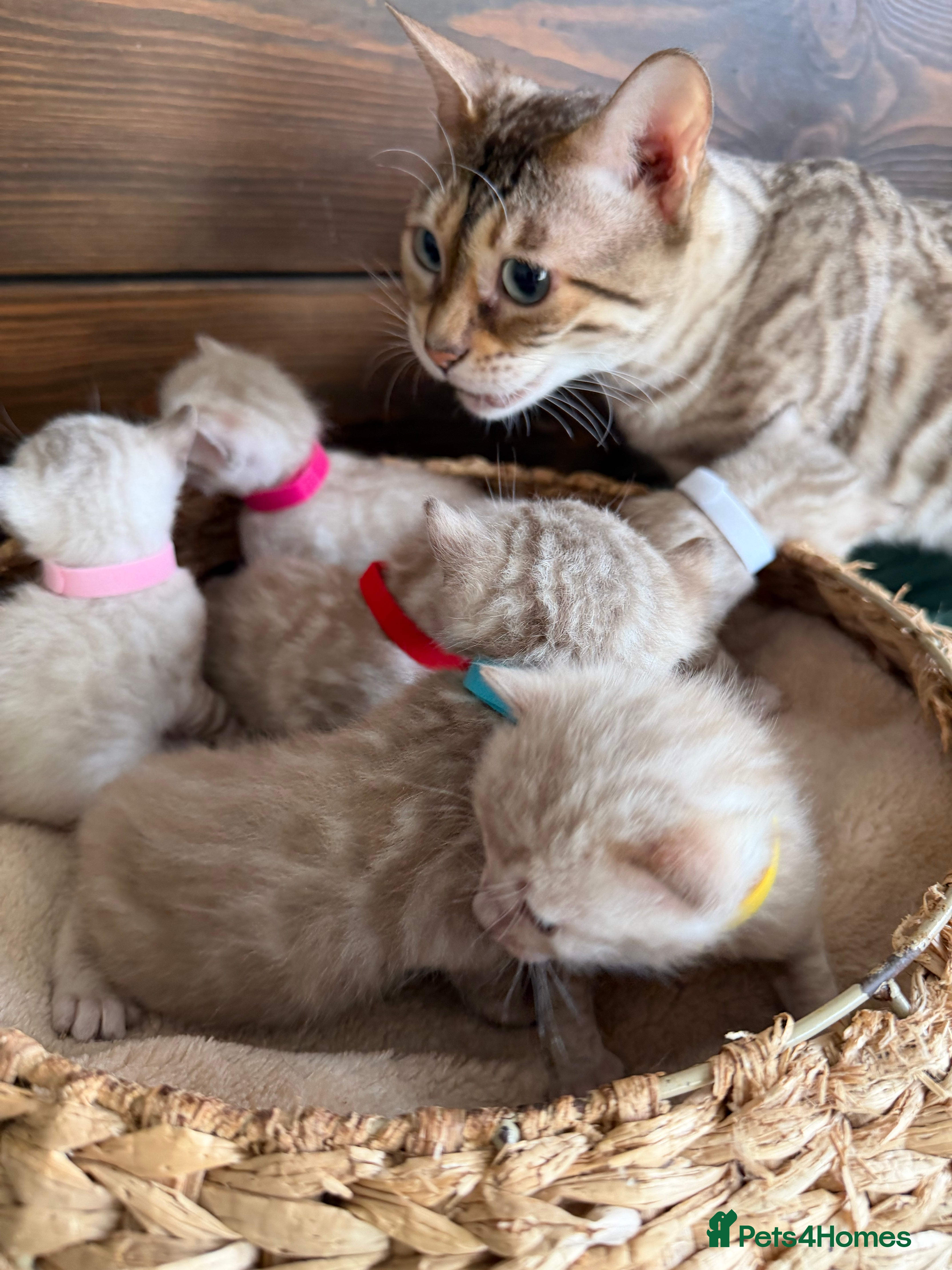 Bengal cats 🏆 TICA, Pure Lynx Bengal Kittens, 6th Generation! - Advert 3