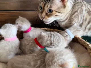 Bengal cats 🏆 TICA, Pure Lynx Bengal Kittens, 6th Generation! - Advert 3