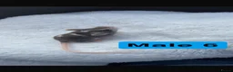 Mouse rodents for sale: Baby mice  - Advert 13