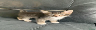 Mixed Breed Kitten 1