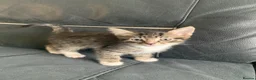 Mixed Breed cats for sale: maincoon x READY TO LEAVE - Advert 9