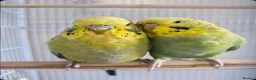 Budgerigars birds for sale: 2 male budgies for rehoming - Advert 1