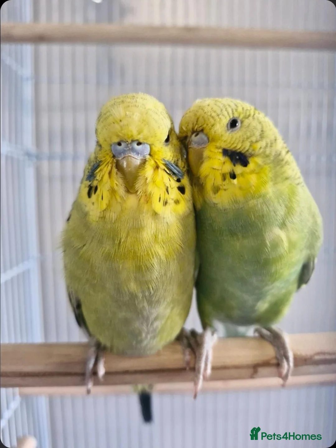 Budgerigars birds for sale: 2 male budgies for rehoming - Advert 1