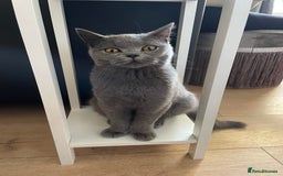 British Shorthair cats for sale: BSH kittens mixed - Image 6