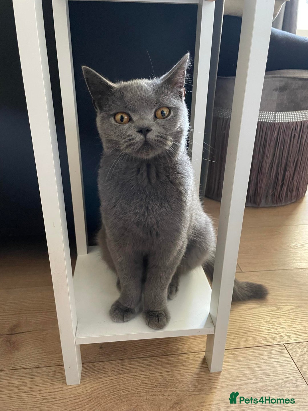 British Shorthair cats for sale: BSH kittens mixed - Image 6