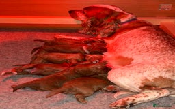 Cockapoo dogs for sale: Gorgeous Fox Red Cockapoo Puppies avail 15/12/25 - Image 4