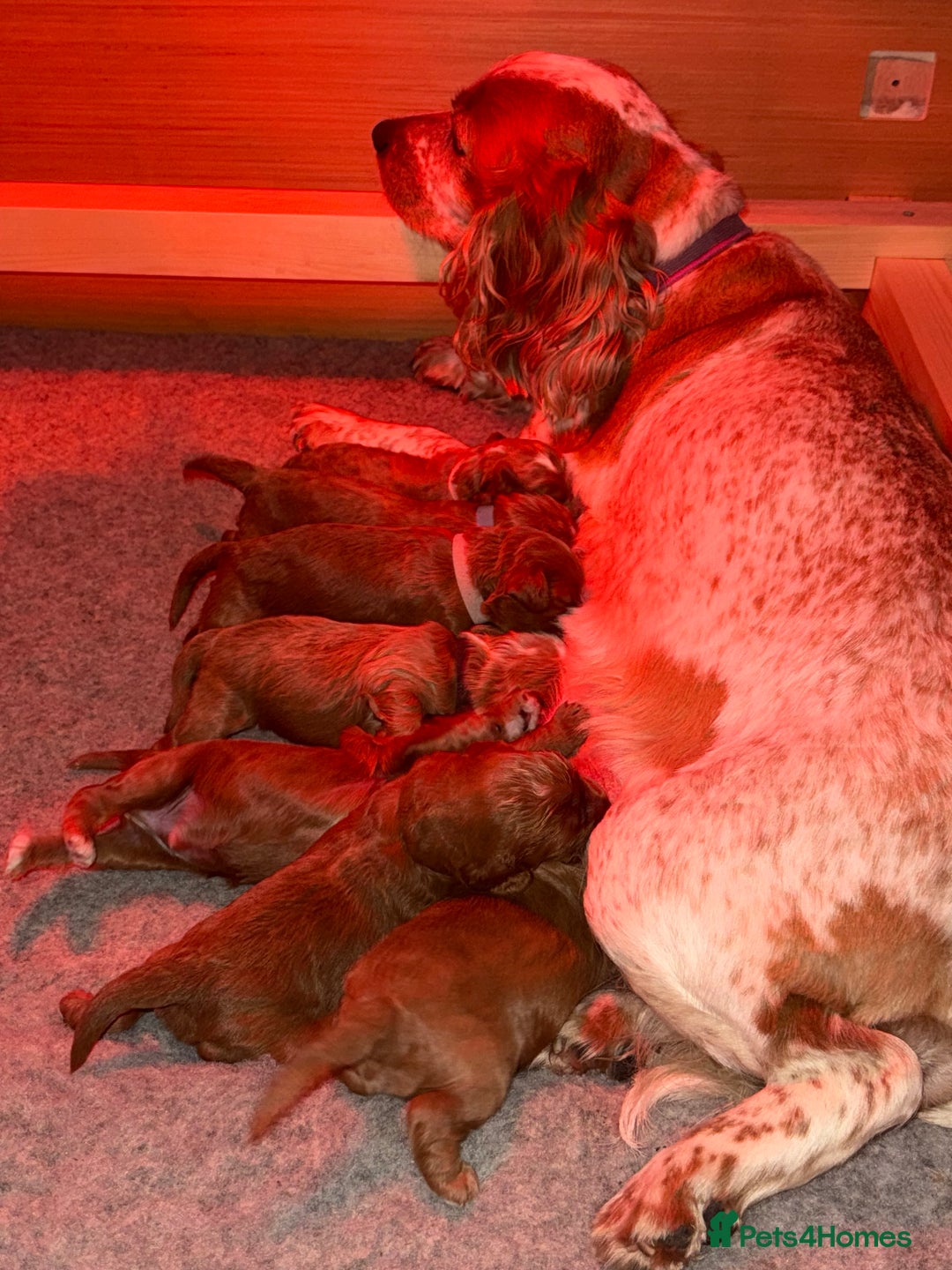 Cockapoo dogs for sale: Gorgeous Fox Red Cockapoo Puppies avail 15/12/25 - Image 4