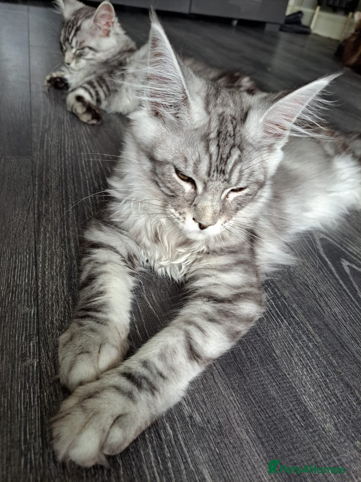 Maine Coon cats XXL Maine Coons Kittens Champion Sired  - Advert 1