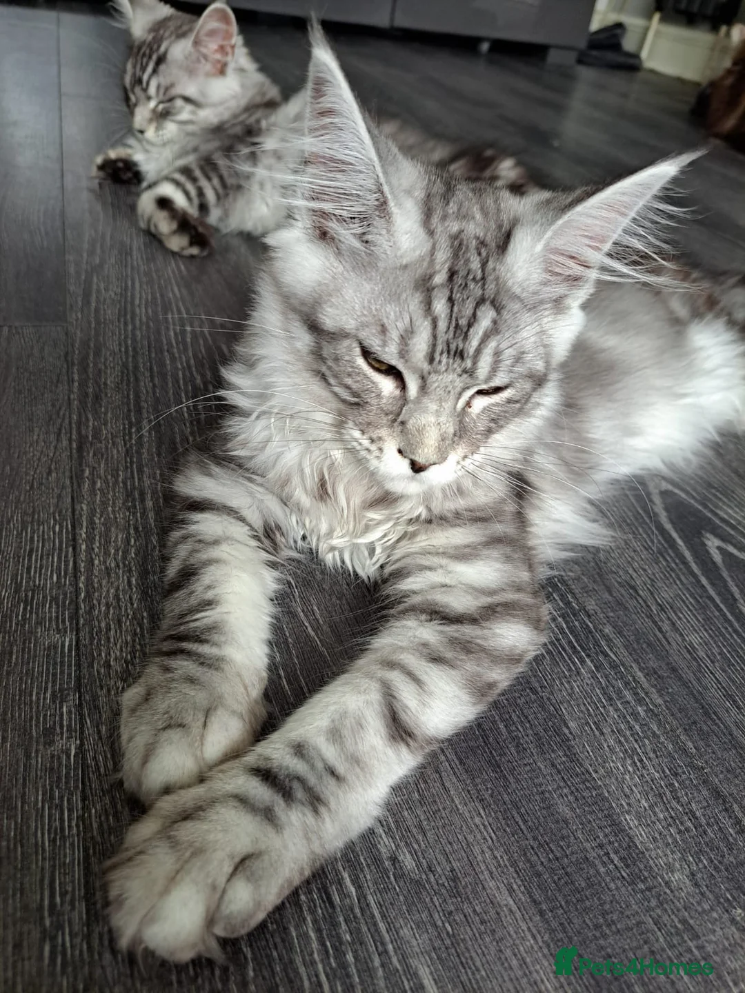 Maine Coon cats for sale: XXL Maine Coons Kittens Champion Sired  - Advert 1