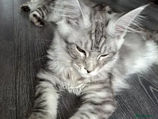 Maine Coon cats XXL Maine Coons Kittens Champion Sired - Advert 1