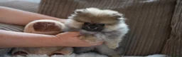 Pomeranian dogs for sale: Four small cute pups  - Advert 19