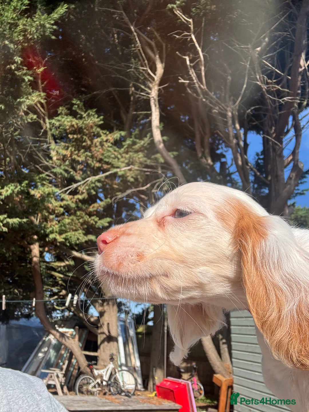 Cocker Spaniel dogs for sale: Cocker Spaniel Puppies (10 weeks - Ready to go) - Image 11