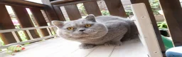 British Shorthair cats for sale: Blue British shorthair male - Advert 2
