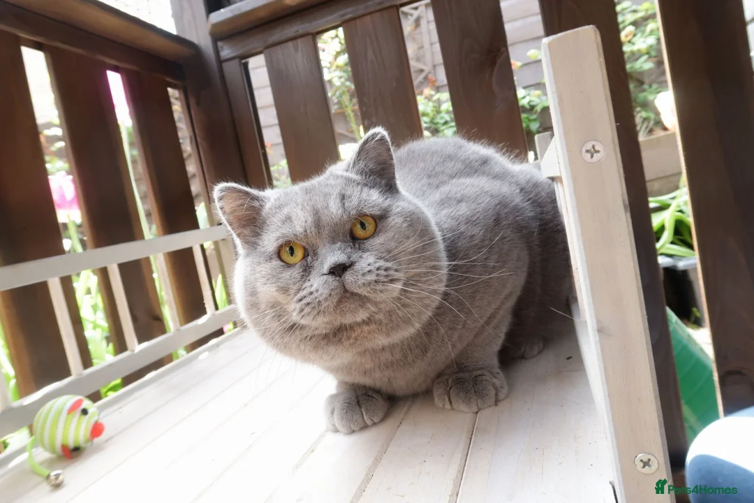 British Shorthair cats for sale: Blue British shorthair male - Advert 2