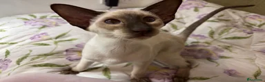 MOUSE (choc Siamese boy)