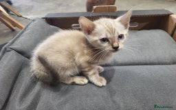 Bengal cats for sale: Pure Bengal kittens  - Image 2