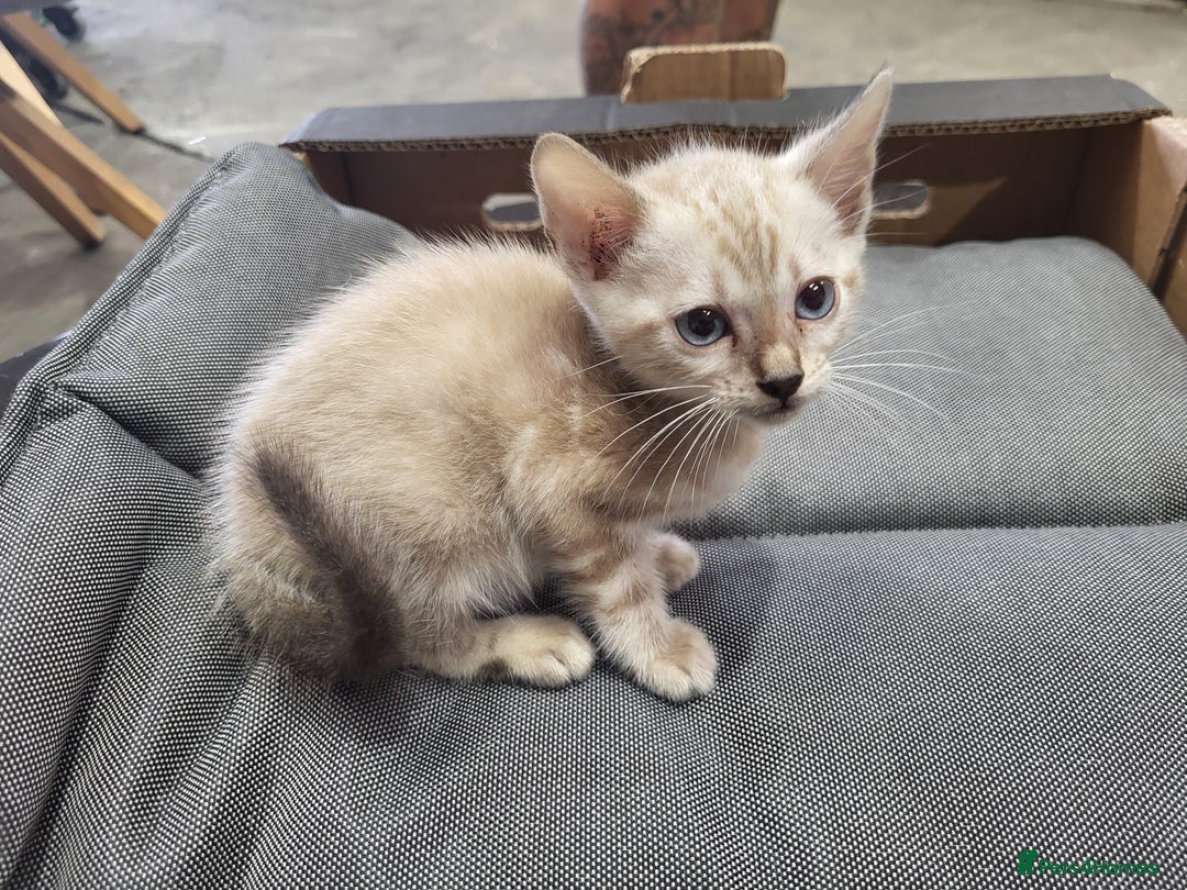 Bengal cats for sale: Pure Bengal kittens  - Image 2