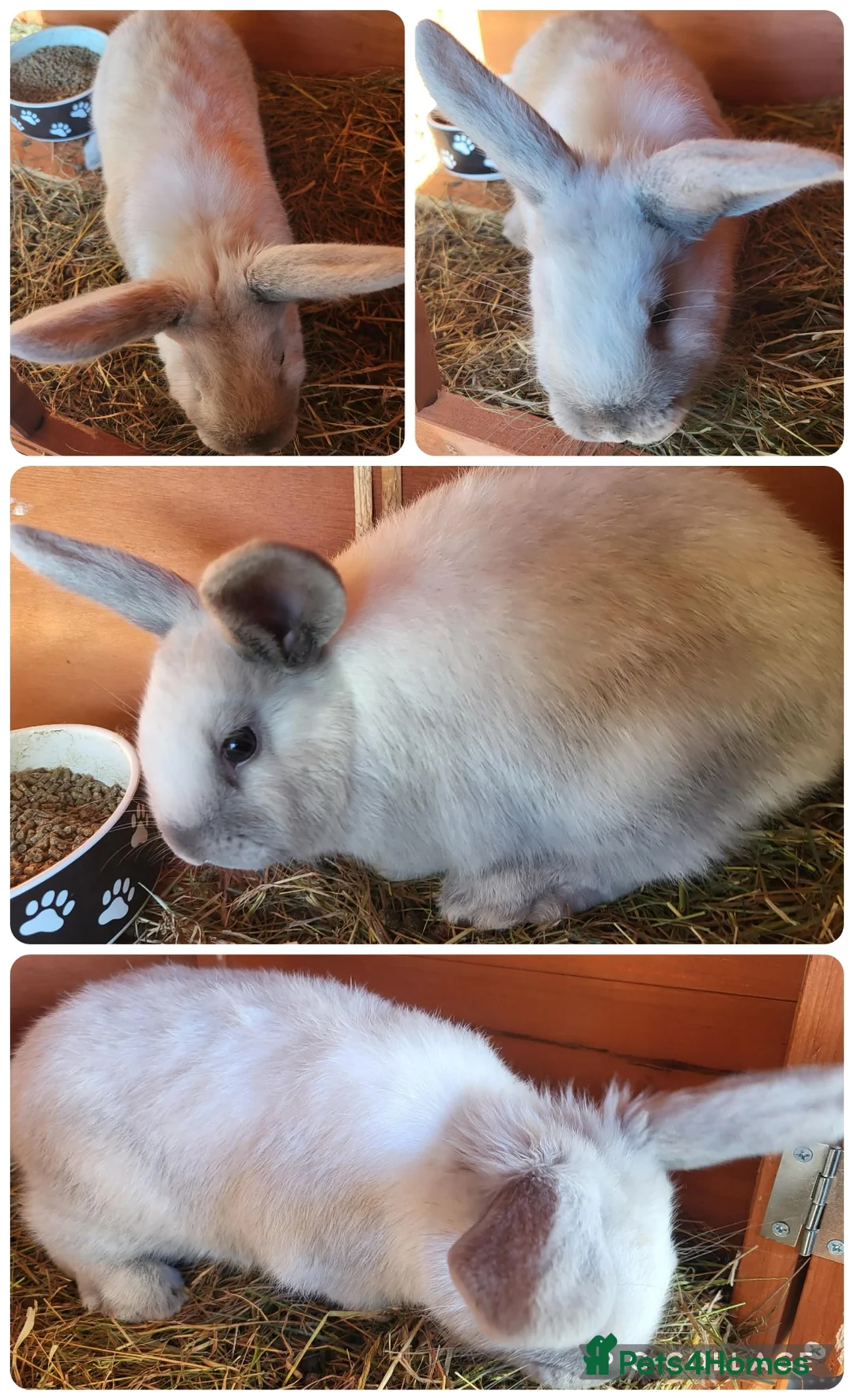 Mixed Breed rabbits for sale: 2 beautiful females lionhead cross mini lion lop  - Advert 1
