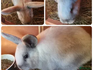 Mixed Breed rabbits 2 beautiful females lionhead cross mini lion lop - Advert 1