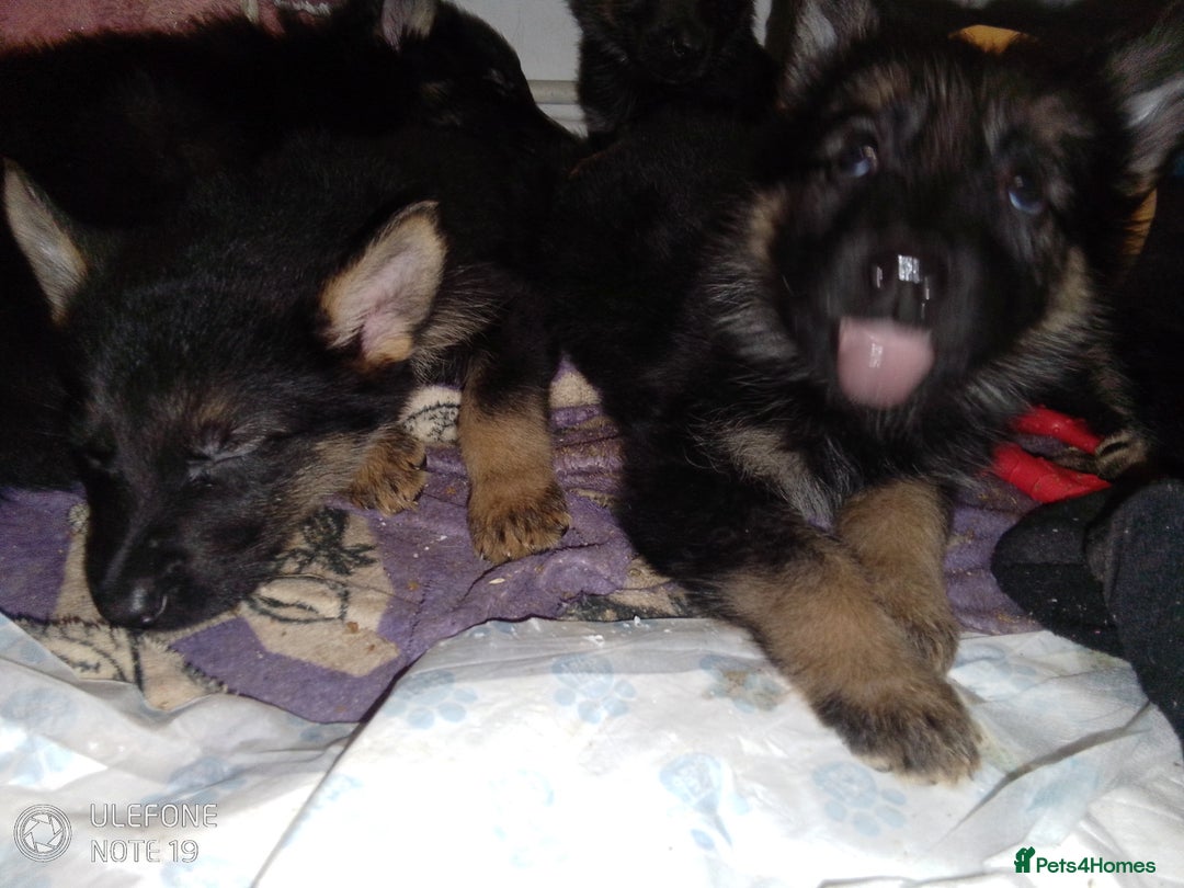 German Shepherd dogs for sale: Last female puppy - Advert 3