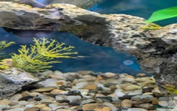 Tetras fish for sale: Endler guppies free to good home  - Image 3