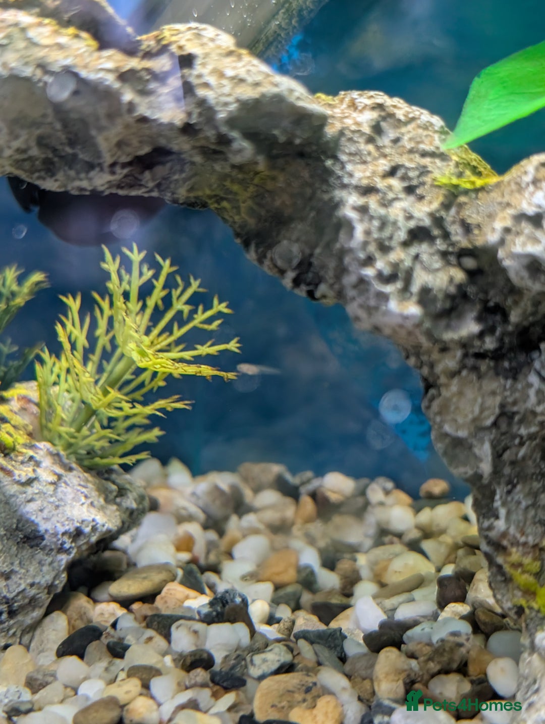 Tetras fish for sale: Endler guppies free to good home  - Image 3